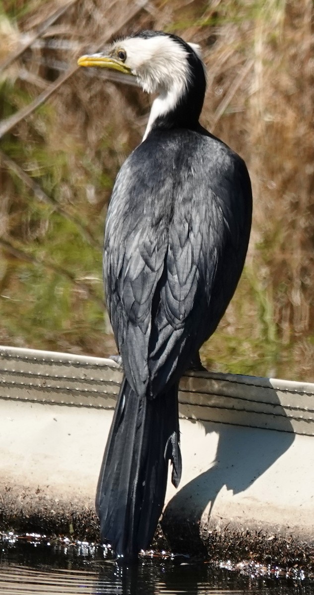 Little Pied Cormorant - ML646373780