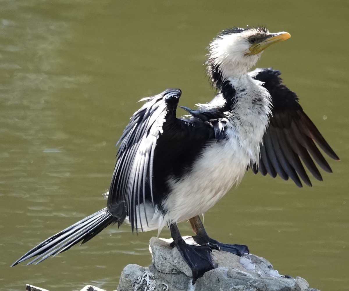 Little Pied Cormorant - ML646373781