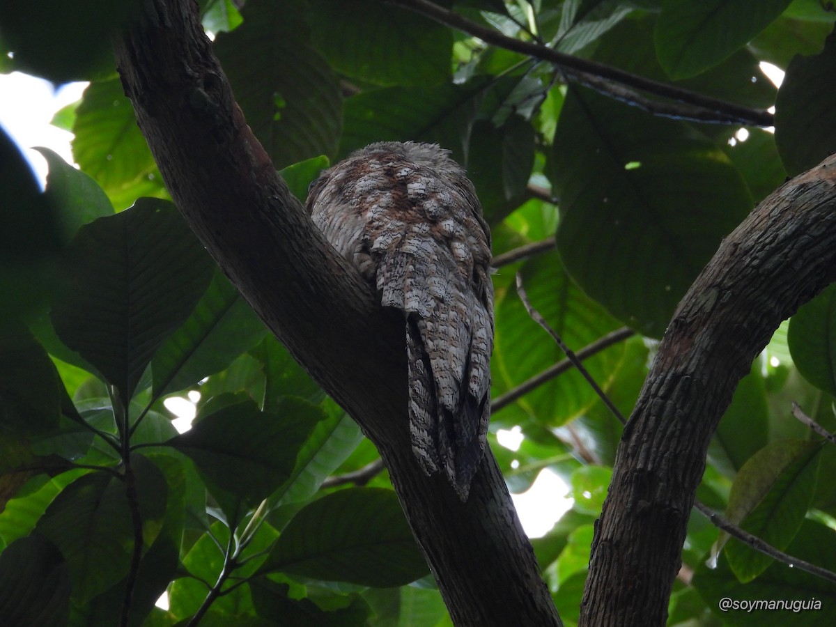 Great Potoo - ML646373789