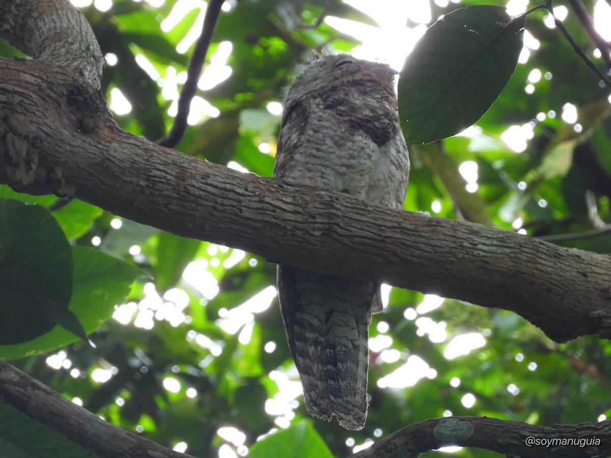Great Potoo - ML646373790
