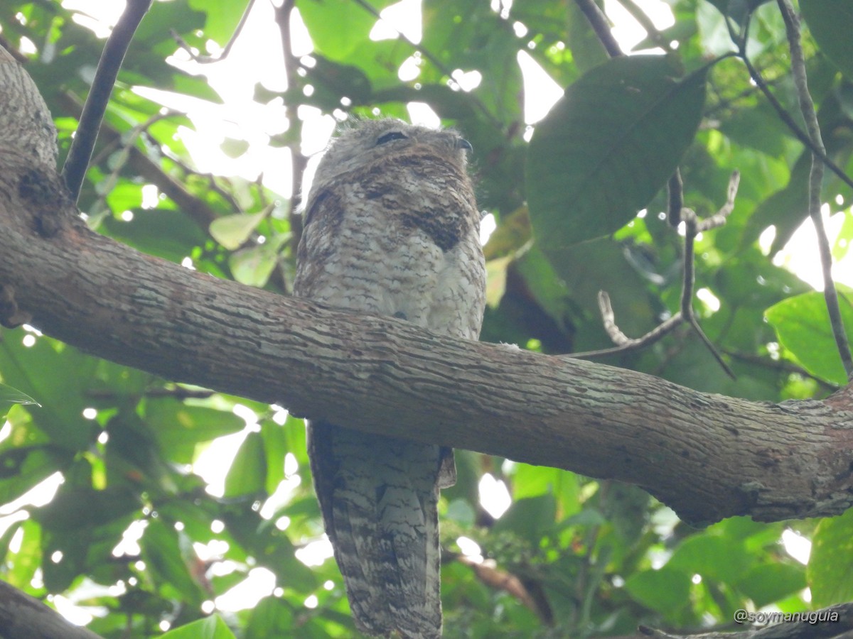 Great Potoo - ML646373791