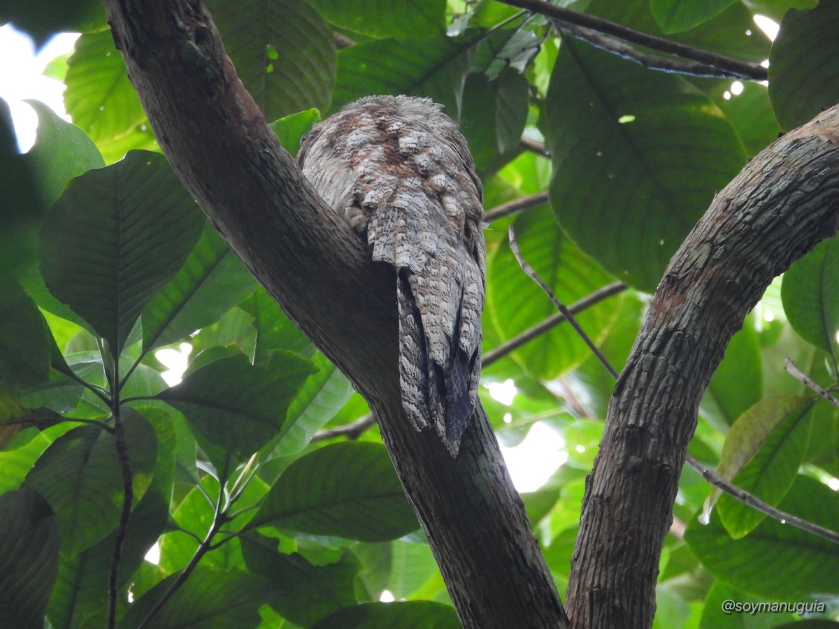 Great Potoo - ML646373792