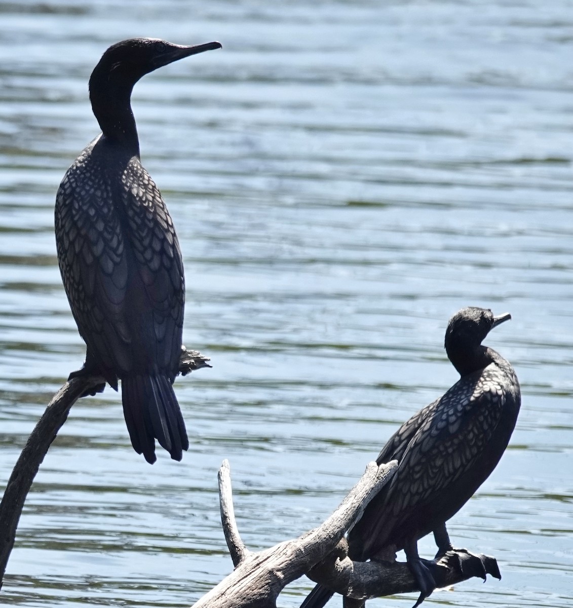 Little Black Cormorant - ML646373793