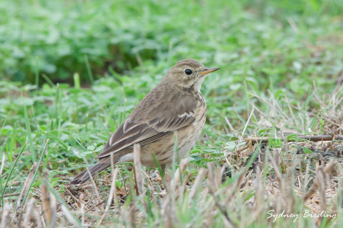 American Pipit - ML646373795