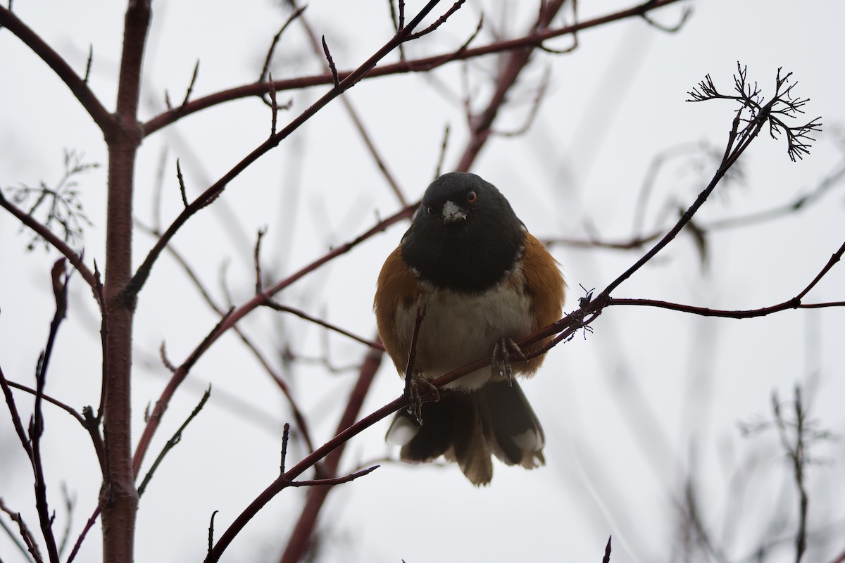 Spotted Towhee - ML646373810
