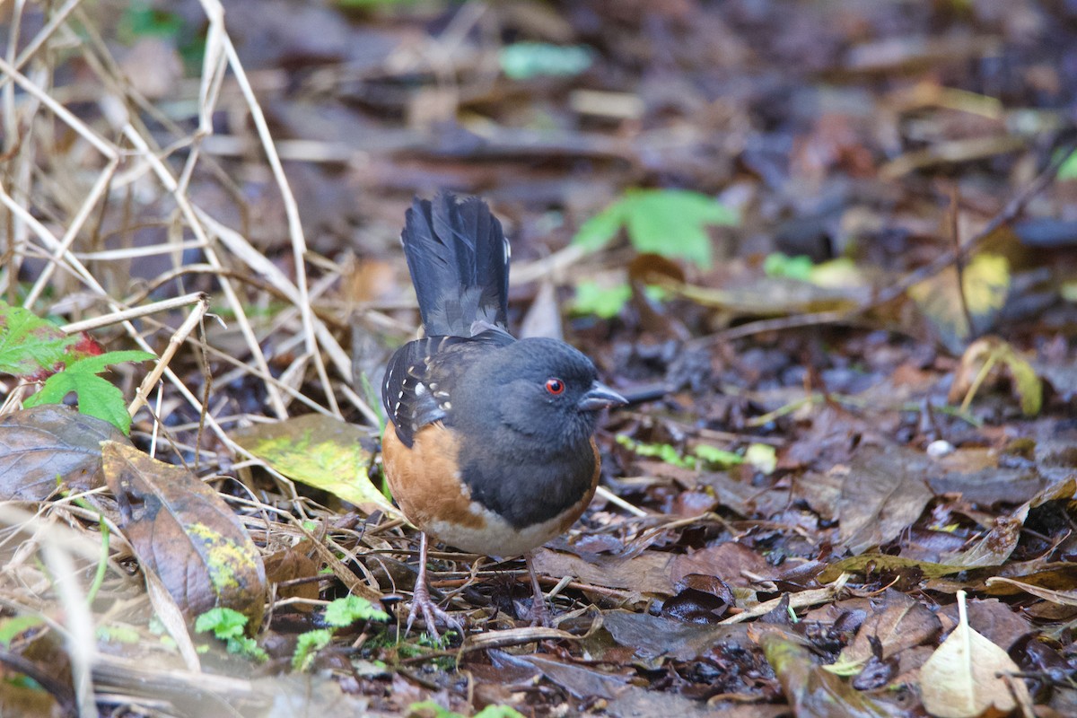 Spotted Towhee - ML646373811