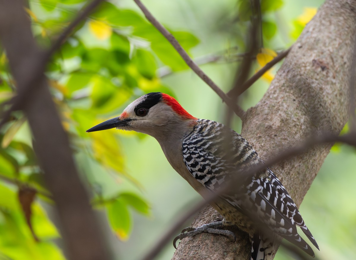 Багамский дятел - ML646373813