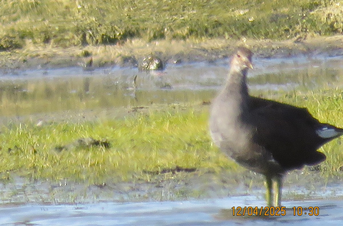 slípka americká - ML646373814