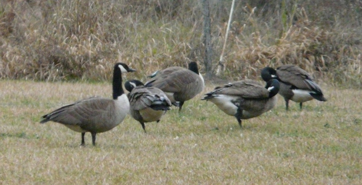 Канад галуу - ML646373815