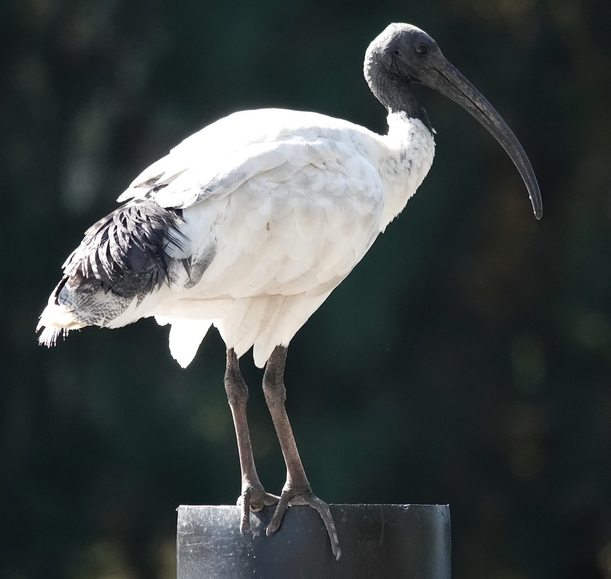 Australian Ibis - ML646373817