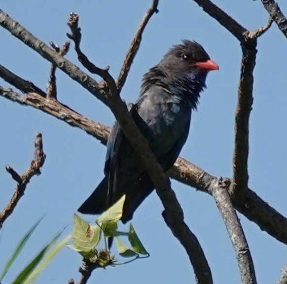 Dollarbird - ML646373821