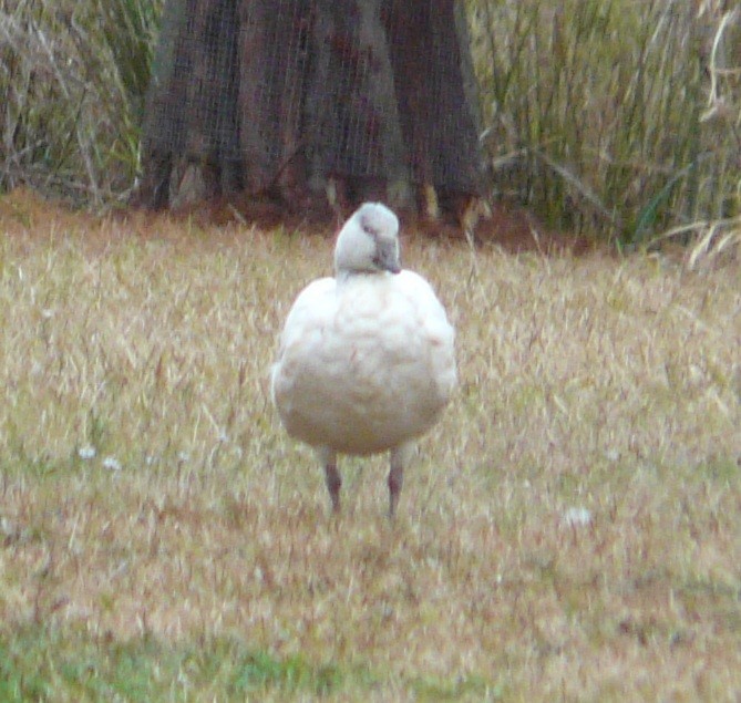 Цасны галуу - ML646373822