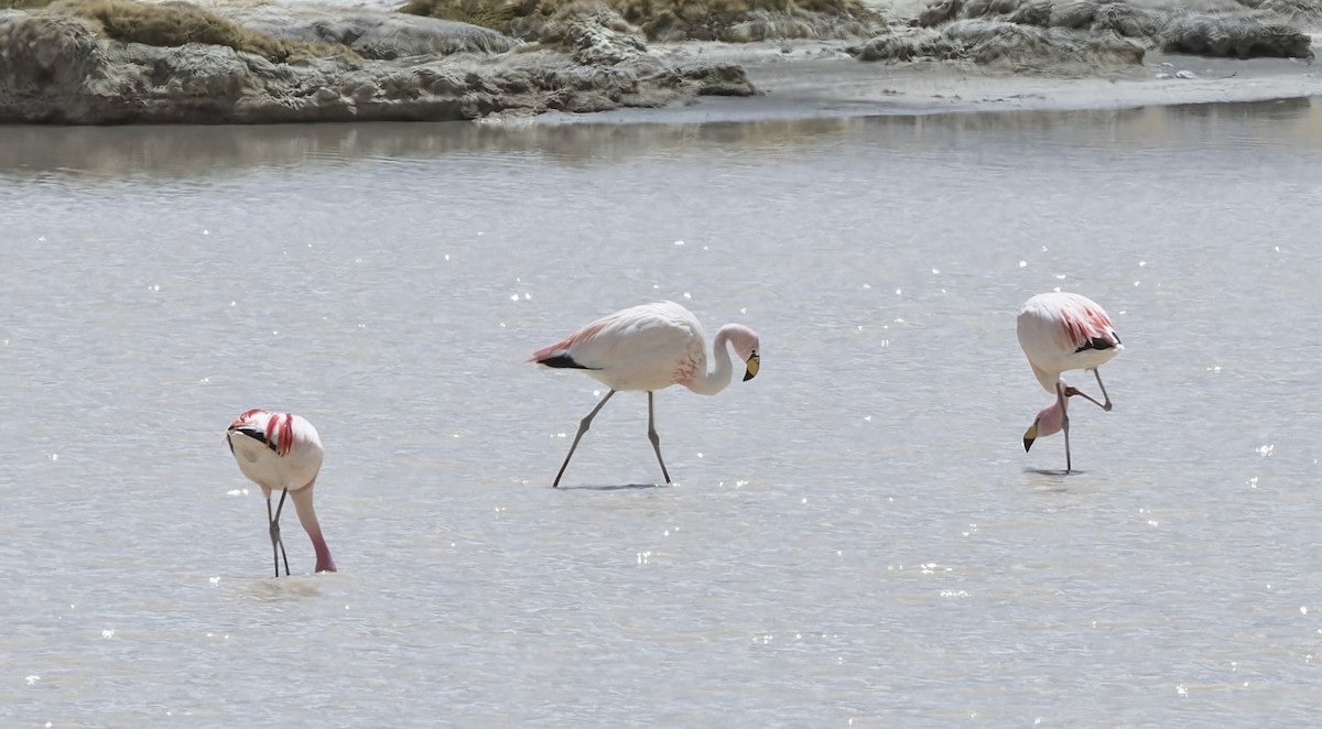James's Flamingo - ML646373823