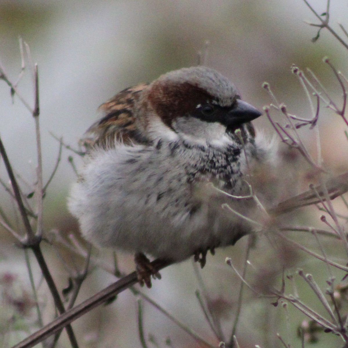 House Sparrow - ML646373824