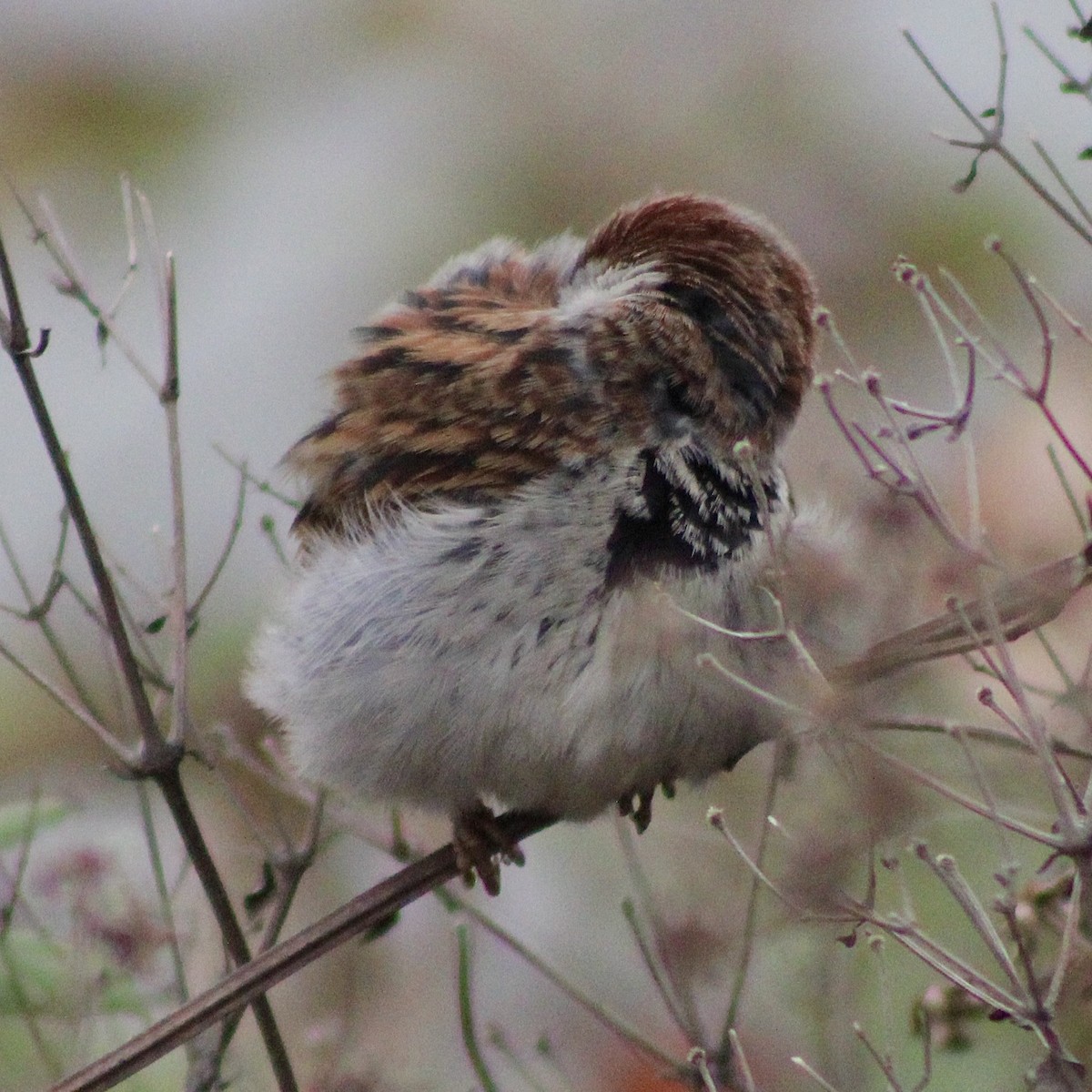 House Sparrow - ML646373825