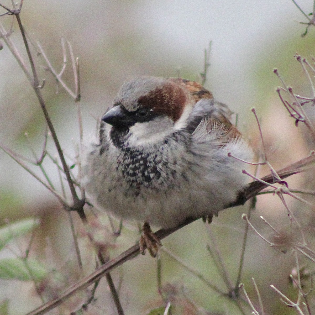 House Sparrow - ML646373826