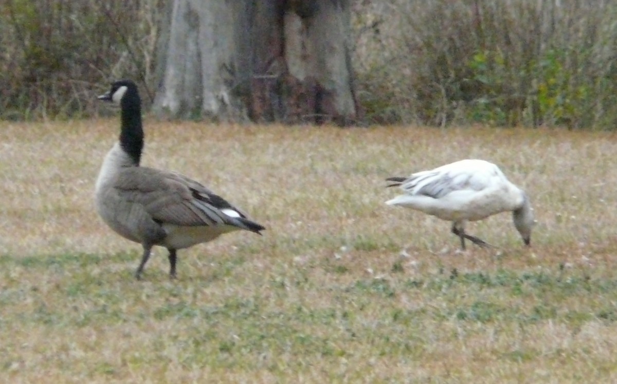 Цасны галуу - ML646373827