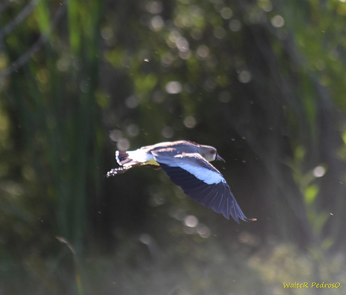 Southern Lapwing - ML646373828