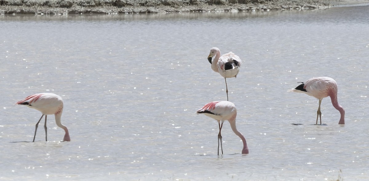 Andean Flamingo - ML646373829