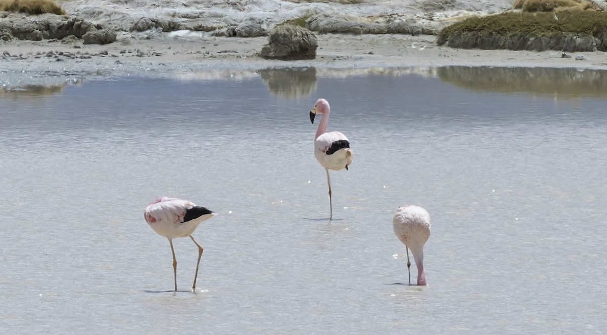 Andean Flamingo - ML646373830