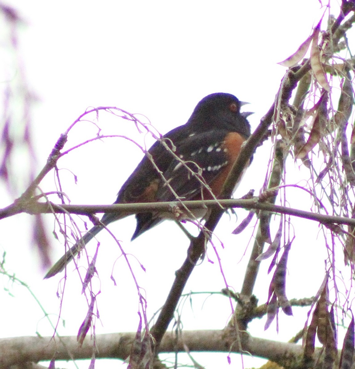 Spotted Towhee - ML646373832