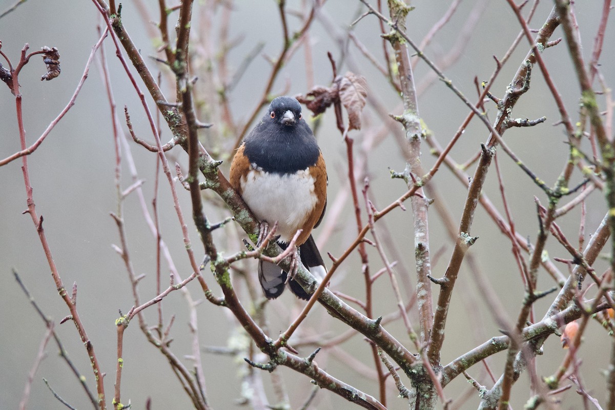 Spotted Towhee - ML646373834