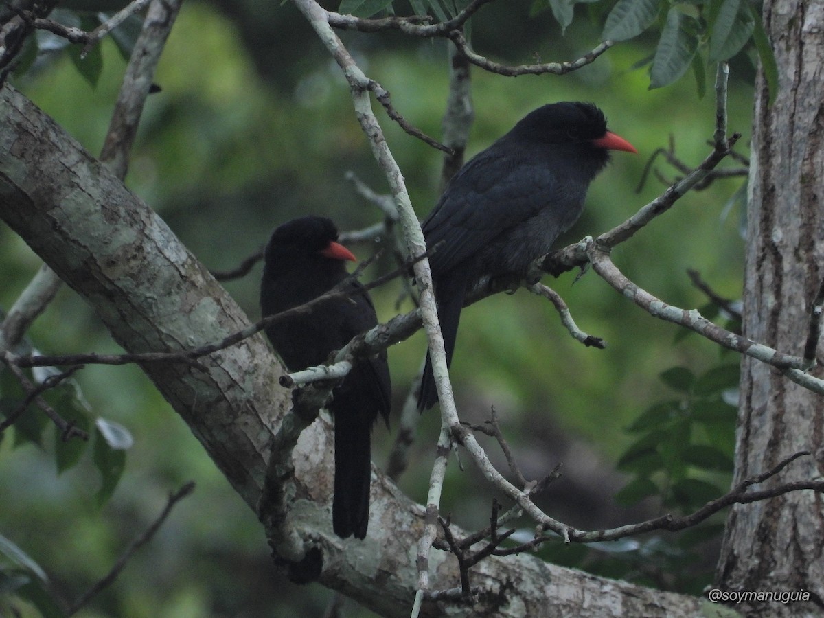 Black-fronted Nunbird - ML646373835