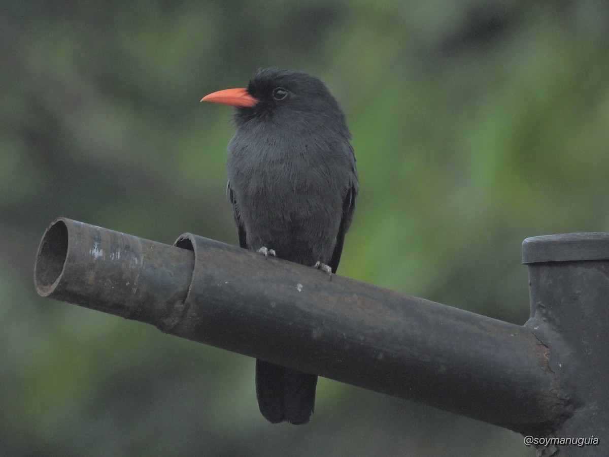 Black-fronted Nunbird - ML646373836