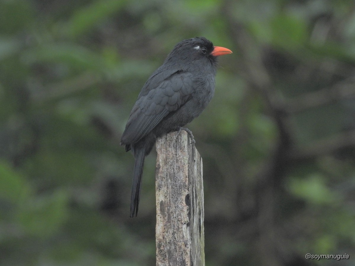 Black-fronted Nunbird - ML646373837
