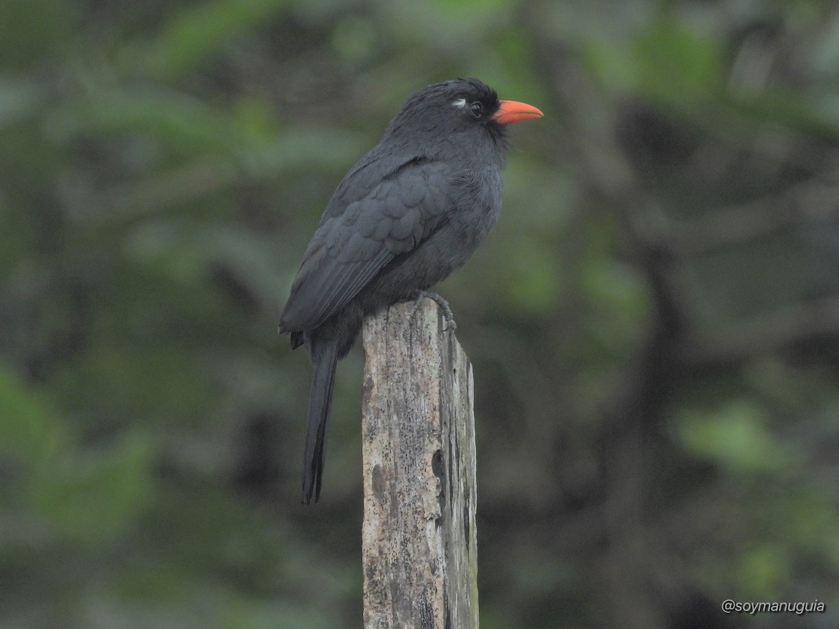 Black-fronted Nunbird - ML646373838