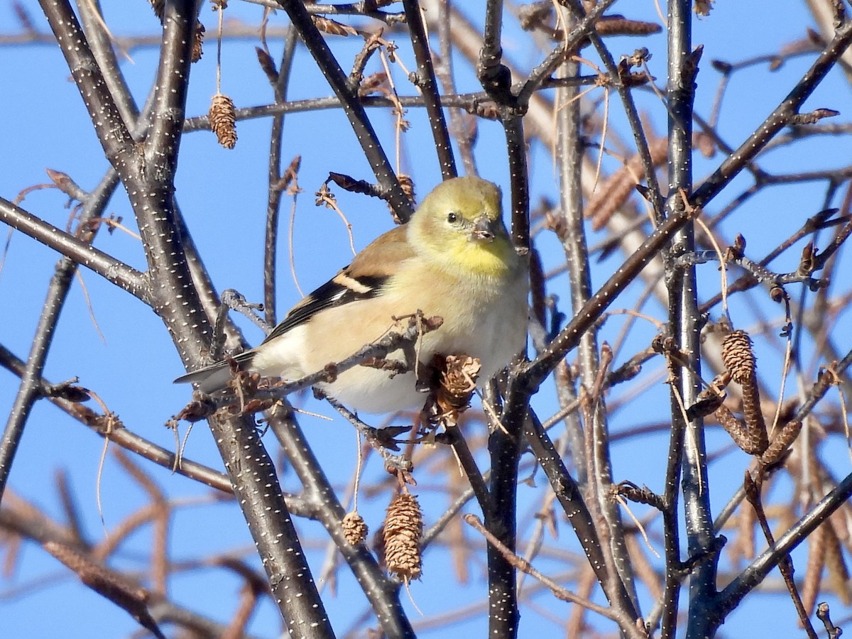 Goldzeisig - ML646373839