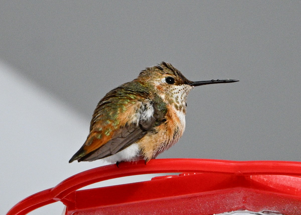 Rufous Hummingbird - ML646373840