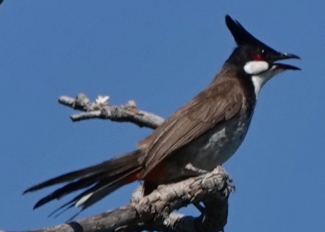 Red-whiskered Bulbul - ML646373841