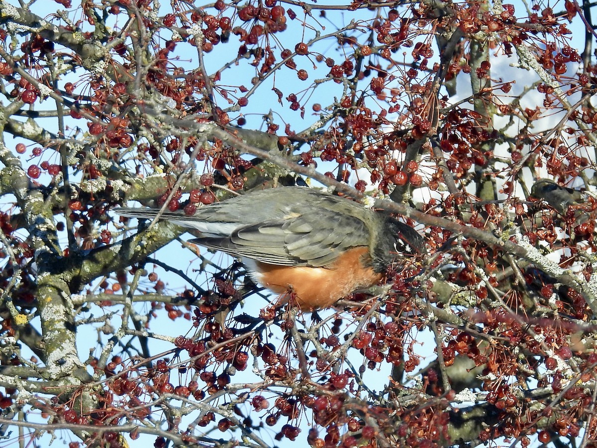 Wanderdrossel - ML646373842