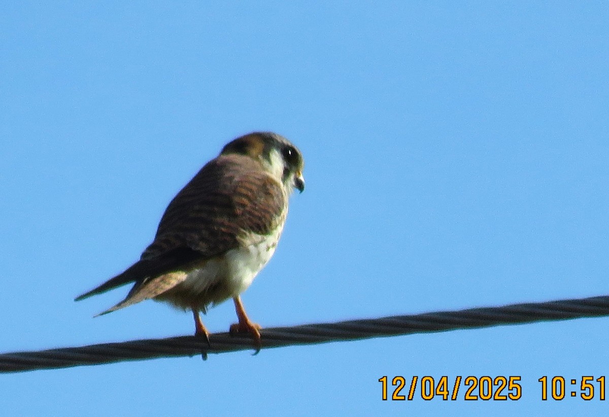 American Kestrel - ML646373844
