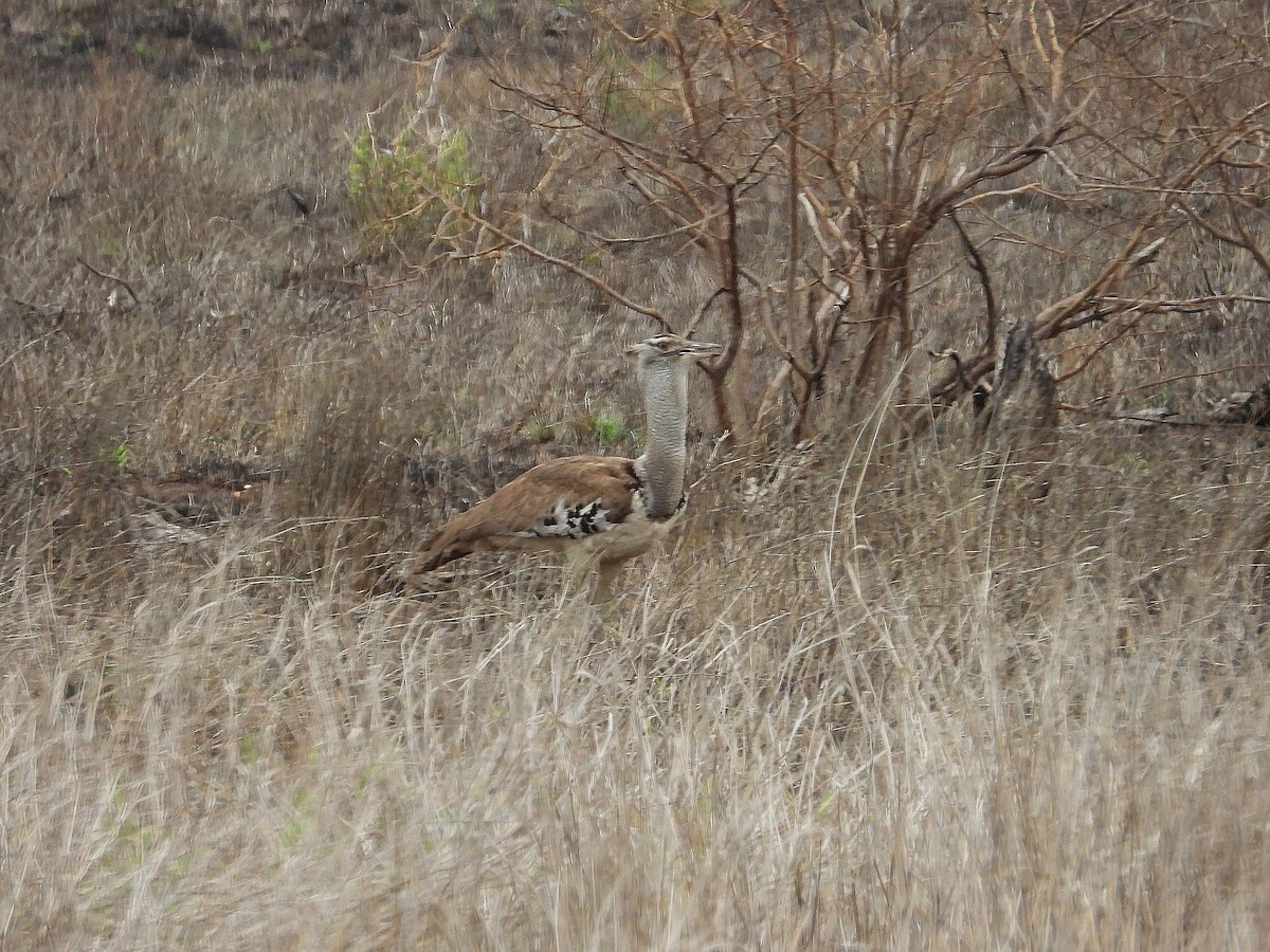 アフリカオオノガン - ML646373845