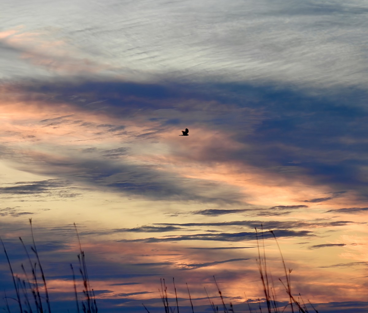 Northern Harrier - ML646373847