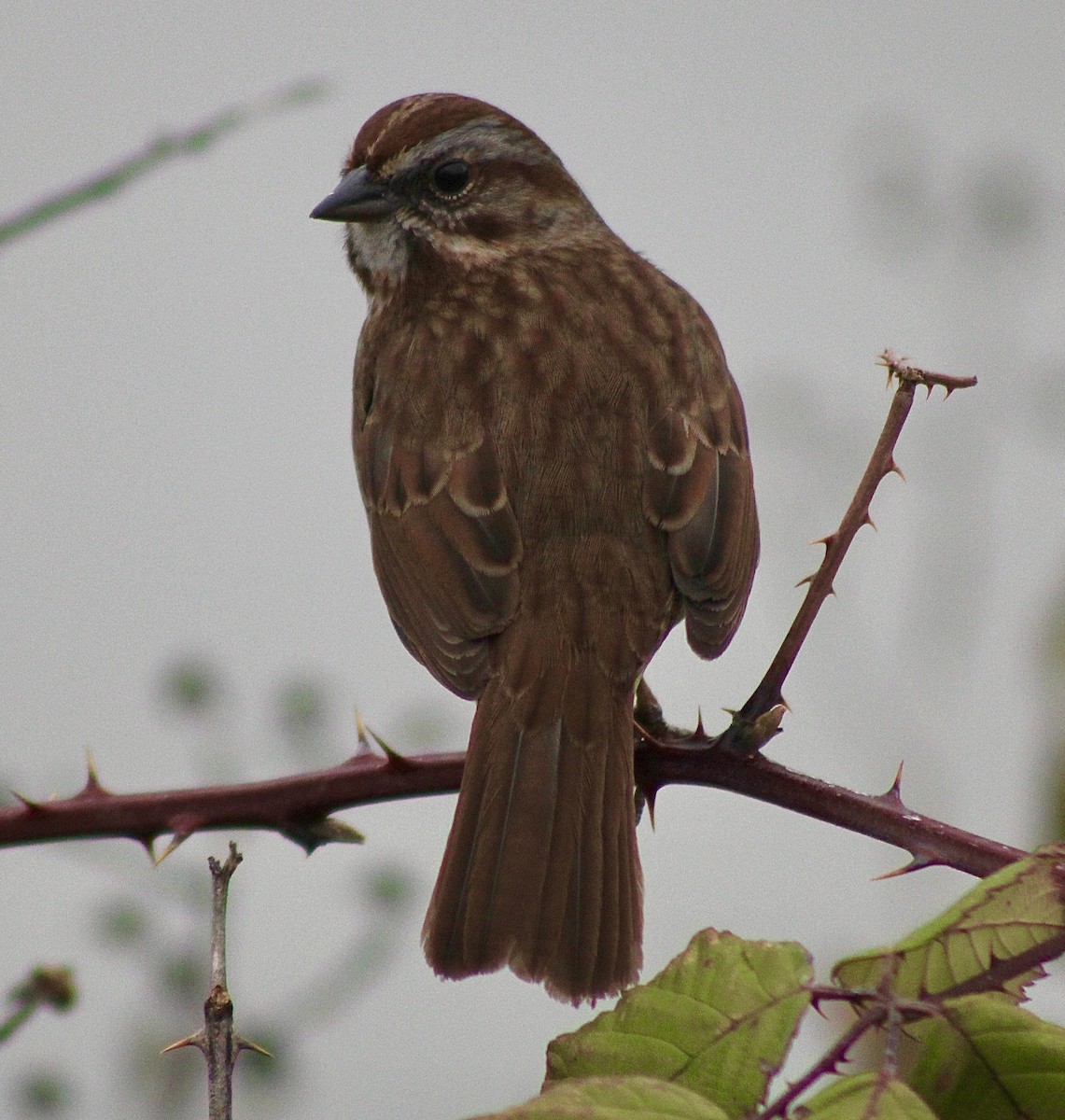 Song Sparrow - ML646373851