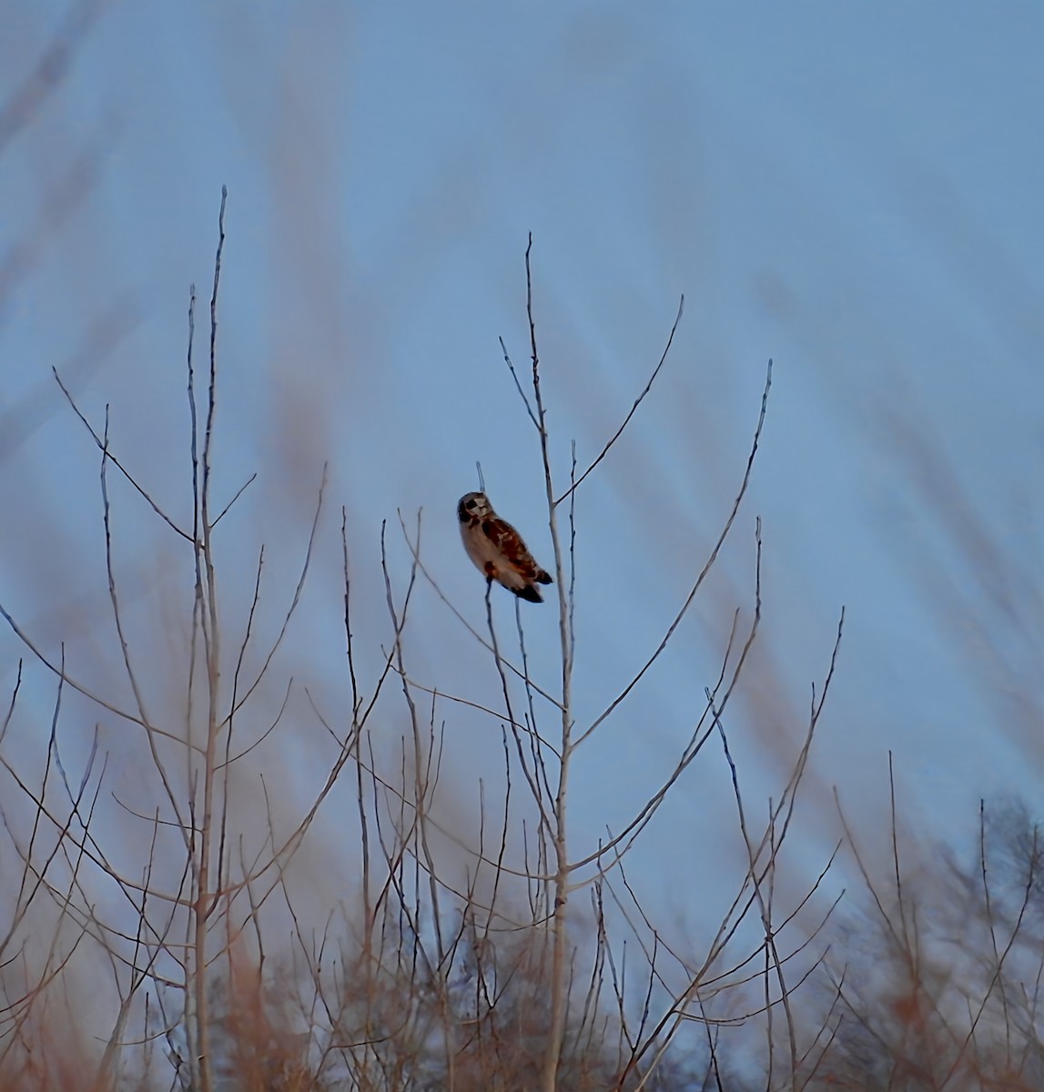 Zingira-hontza - ML646373855