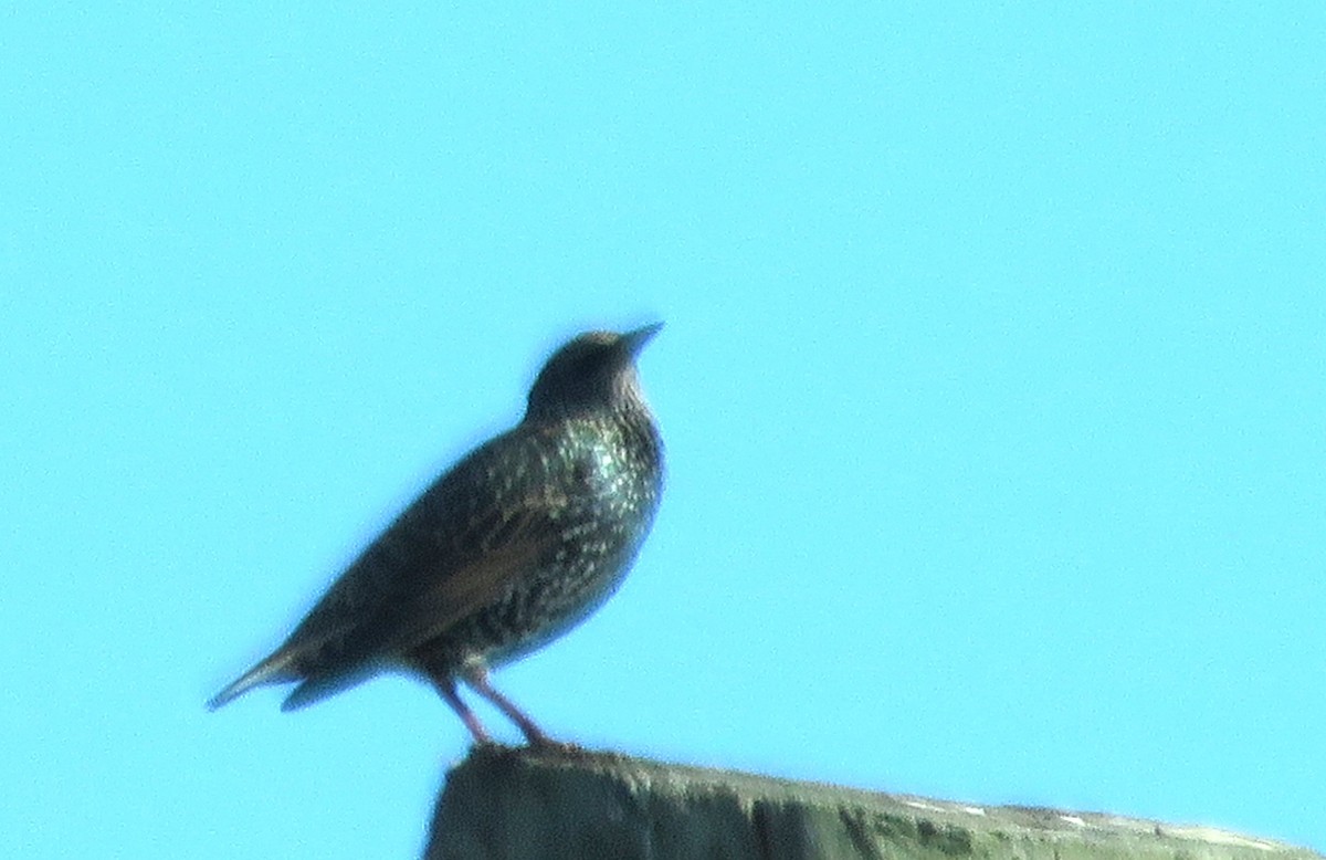 European Starling - ML646373856