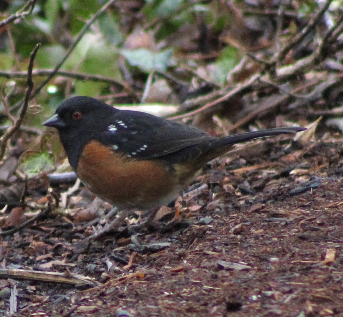Spotted Towhee - ML646373857