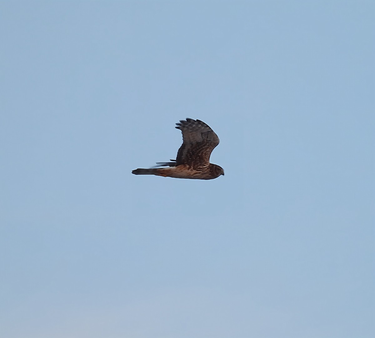 Northern Harrier - ML646373859