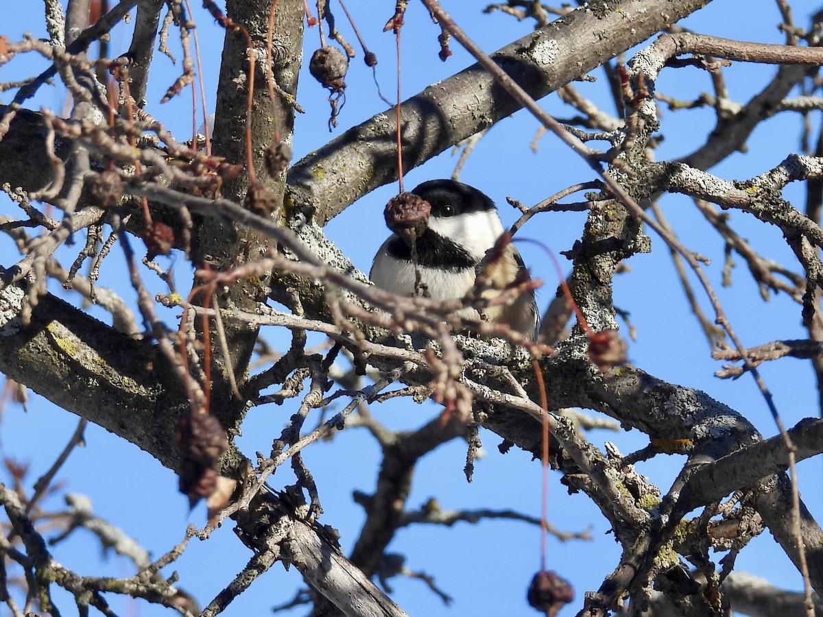 Schwarzkopfmeise - ML646373860