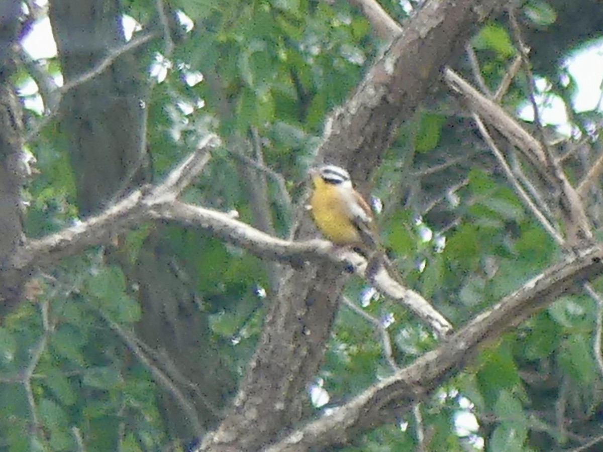 Bruant à poitrine dorée - ML646373861