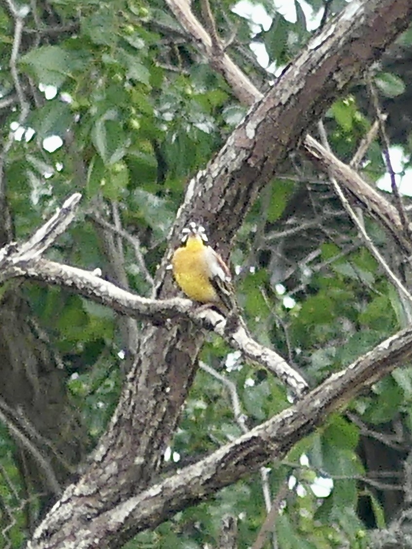 Bruant à poitrine dorée - ML646373862