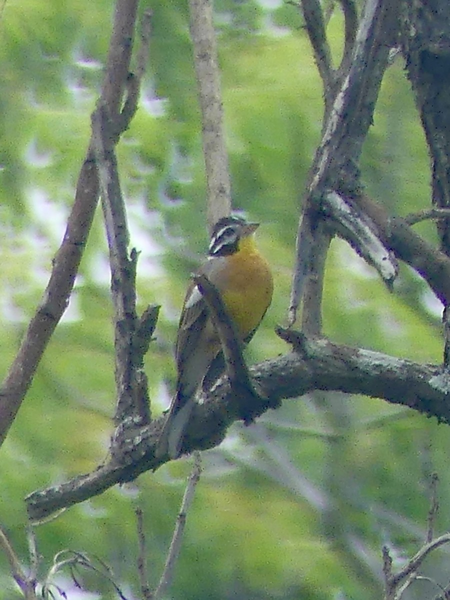 Bruant à poitrine dorée - ML646373863