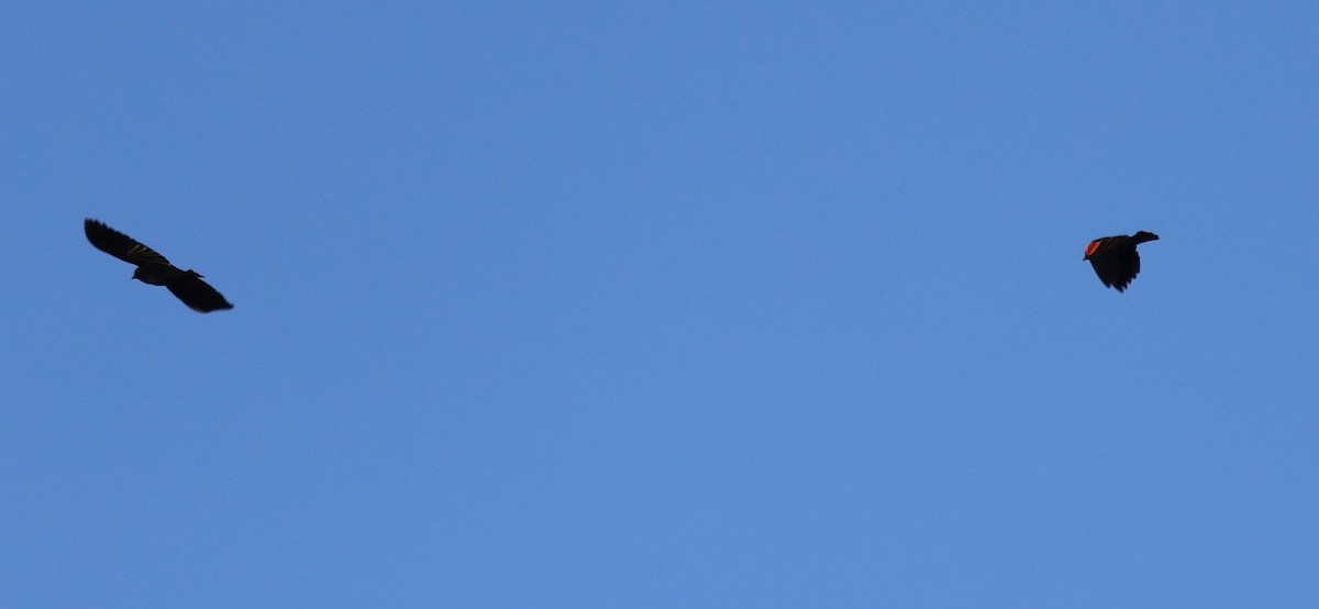 Red-winged Blackbird - ML646373864