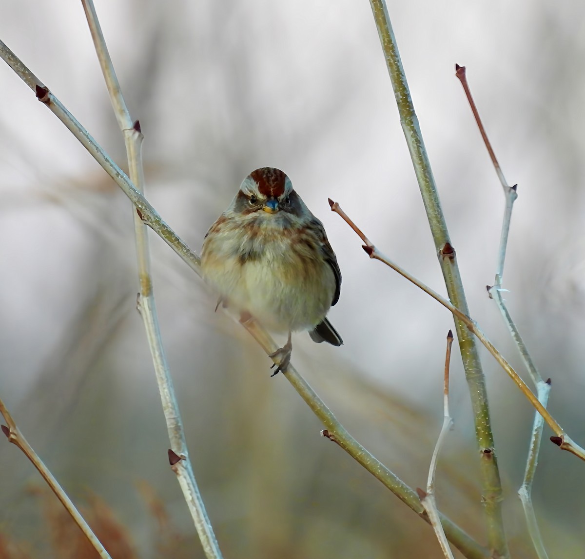 American Tree Sparrow - ML646373868