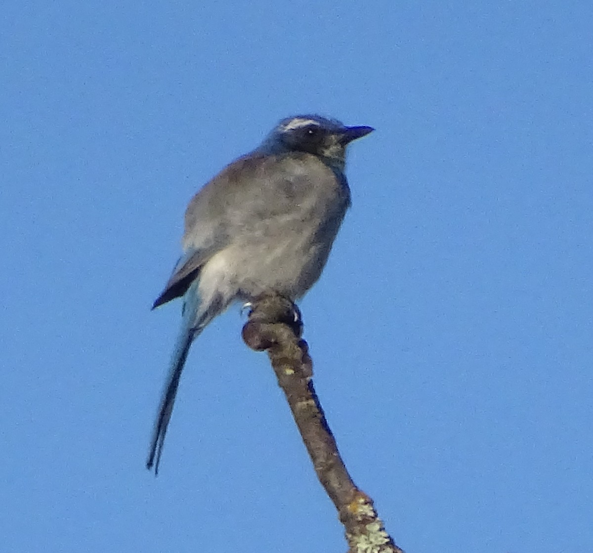California Scrub-Jay - ML646373870