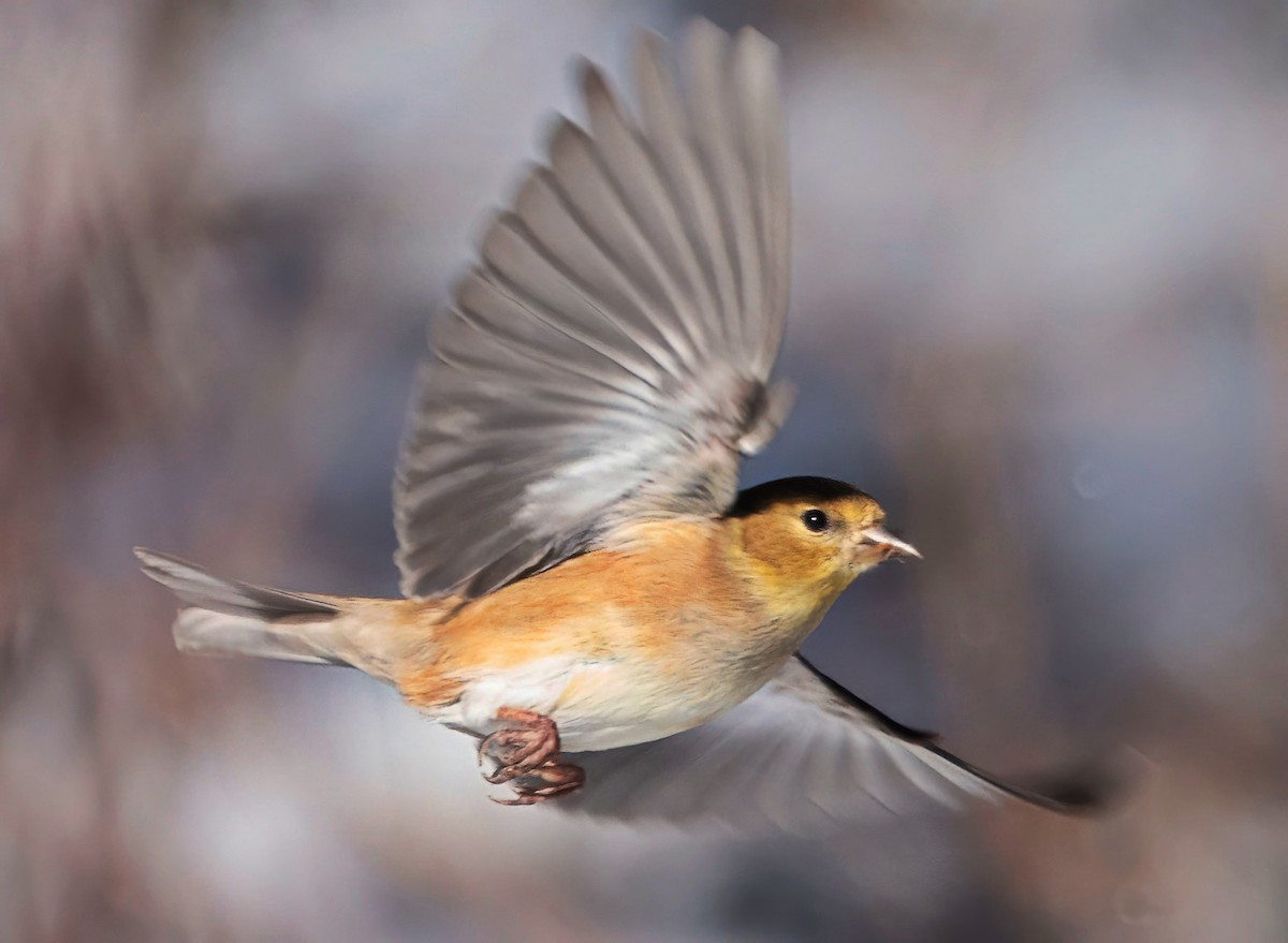 American Goldfinch - ML646373871